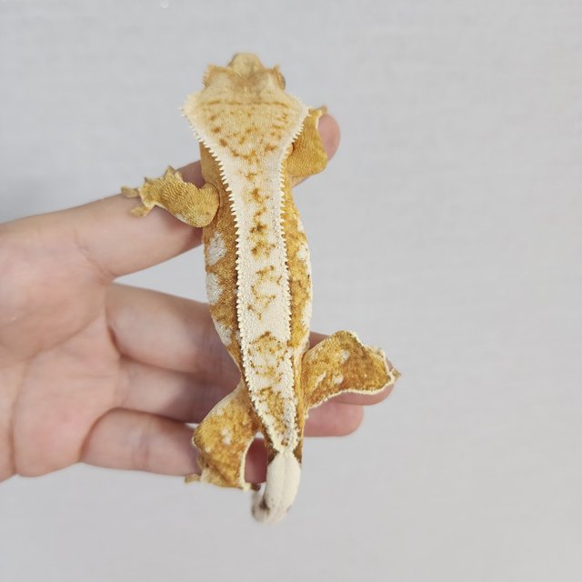 크림시클 크림 화이트스팟 드리피