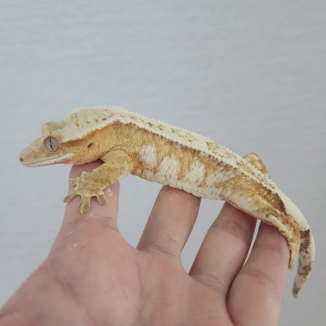 드리피 크림시클 옐로우 크림 화이트스팟 화이트포트홀