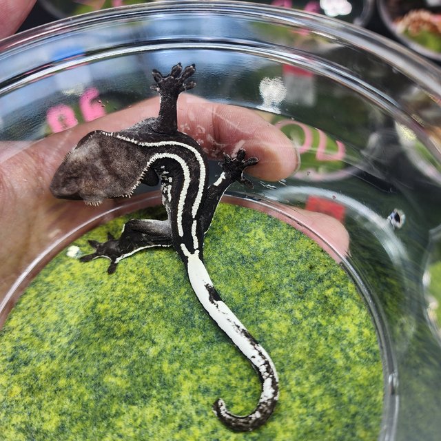 아잔틱 핀스트라이프 쿼드 블랙