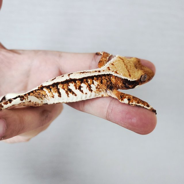 Tri Extreme Harlequin Harlequin White Crown White Spot Tangerine