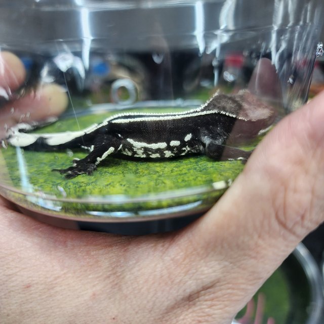 아잔틱 핀스트라이프 쿼드 블랙