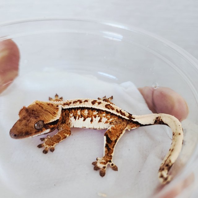 트라이 익스트림할리퀸 할리퀸 화이트크라운 화이트핀 텐저린