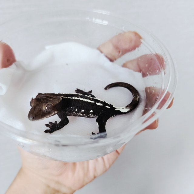 Axanthic
