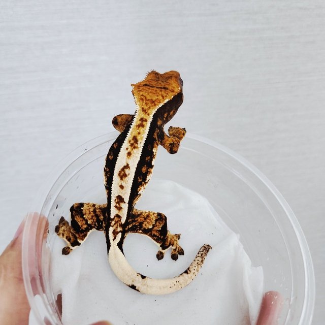 Tri Quad Pinstripe White Pin Black 100% Het Axanthic