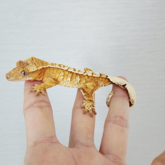 Creamsicle
