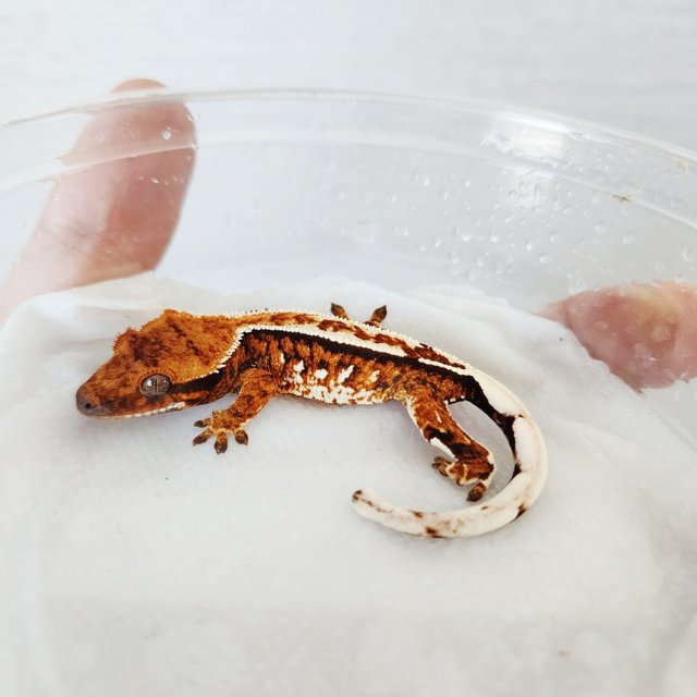 트라이 화이트크라운 핀스트라이프 쿼드 화이트스팟 텐저린