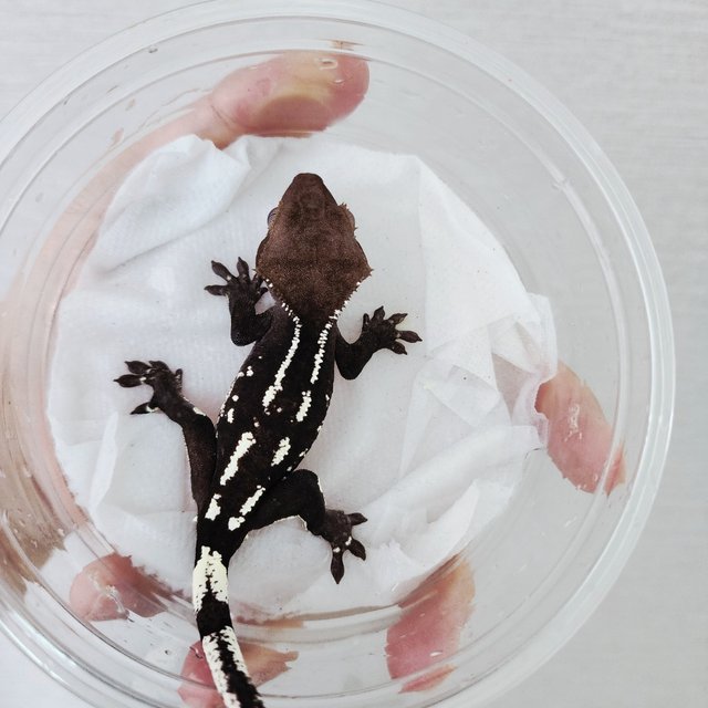 Axanthic White Spot Harlequin White Pin White Porthole Black