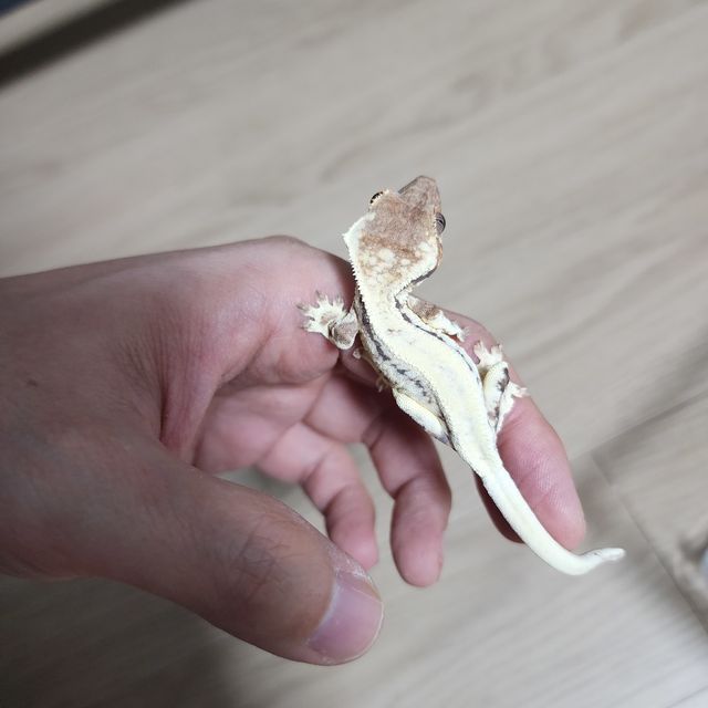 프라푸치노