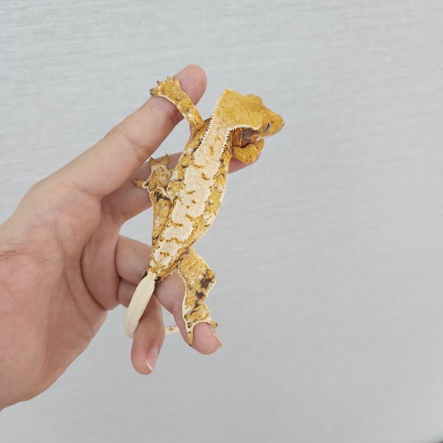 트라이 드리피 화이트스팟 익스트림할리퀸 할리퀸 화이트핀