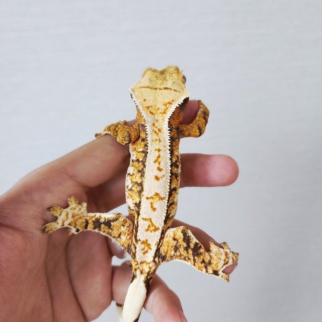 Extreme Harlequin Tri White Crown Tangerine White Spot Harlequin