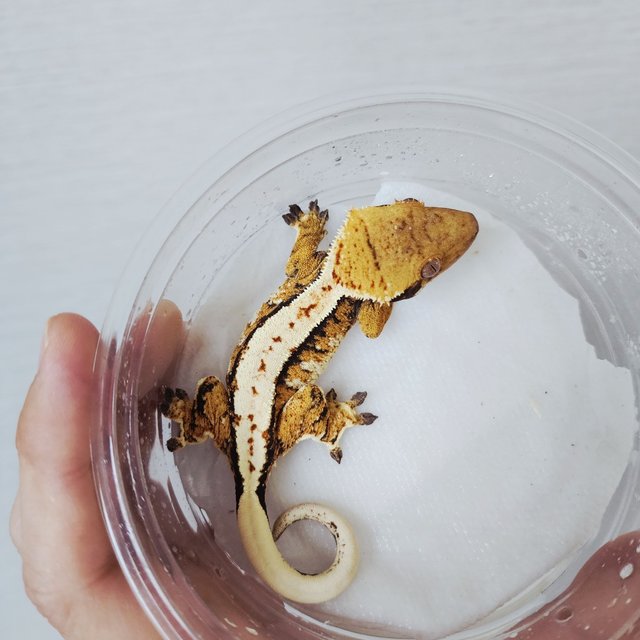 Tri Extreme Harlequin Harlequin White Pin