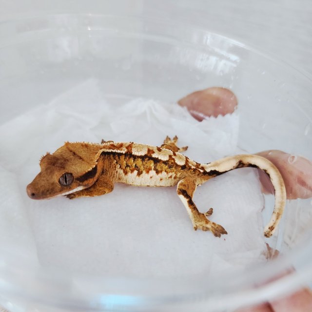 Tri Harlequin Extreme Harlequin Tangerine