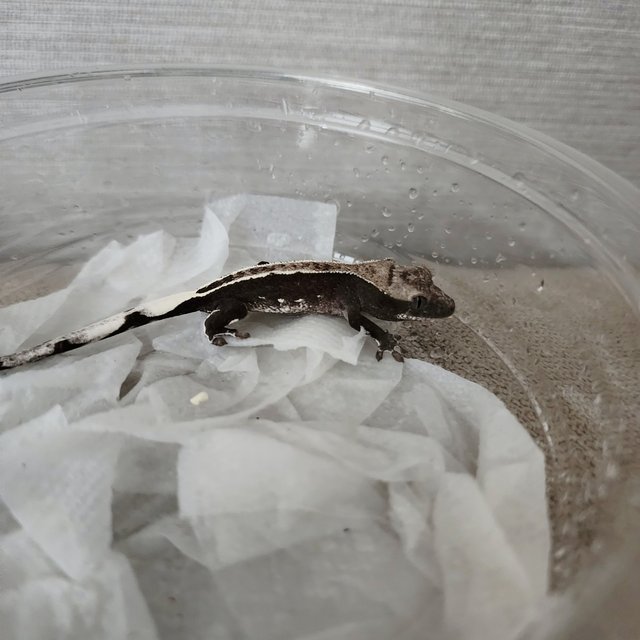 아잔틱 풀핀 화이트핀