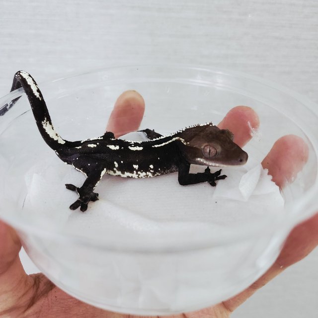 Axanthic White Spot White Crown White Porthole White Pin Black