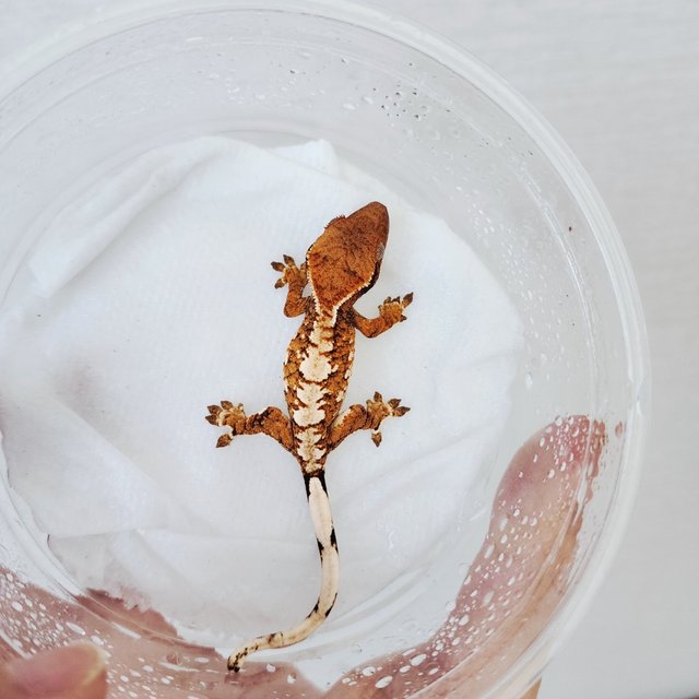 트라이 익스트림할리퀸 할리퀸 화이트스팟 텐저린