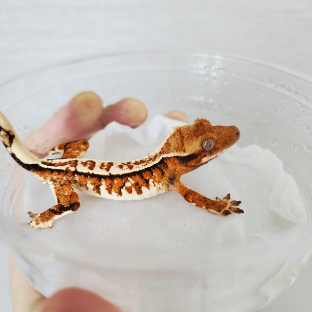 Tri Extreme Harlequin Harlequin Tangerine White Spot White Crown