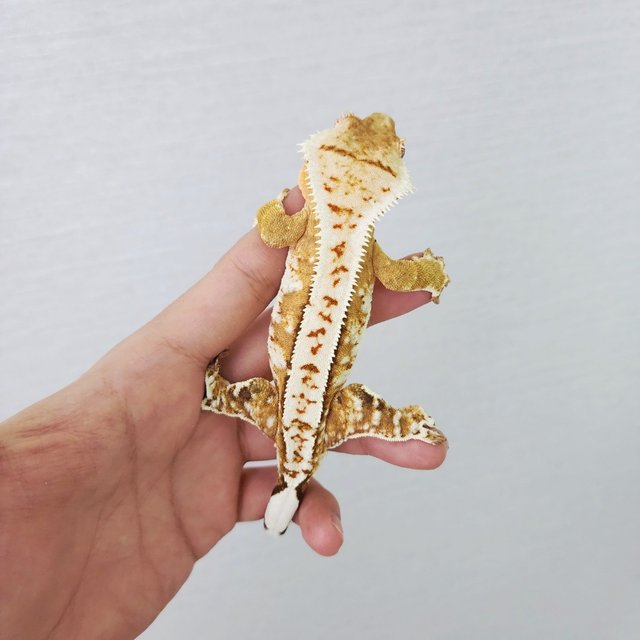 White Pin White Spot Creamsicle Cream Yellow