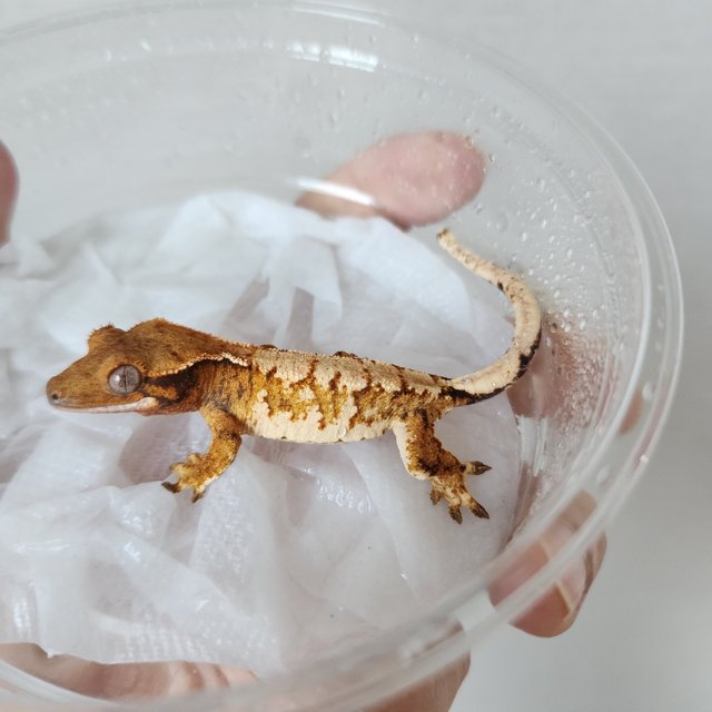 Tri Extreme Harlequin Harlequin Tangerine White Spot White Crown