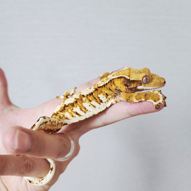 Extreme Harlequin Harlequin White Crown Tri Tangerine