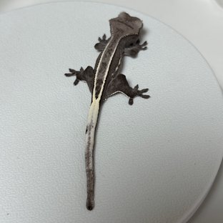 아잔틱 핀스트라이프 블랙