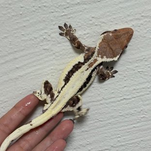 프라푸치노 화이트핀