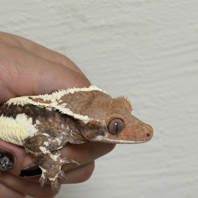 프라푸치노 화이트핀