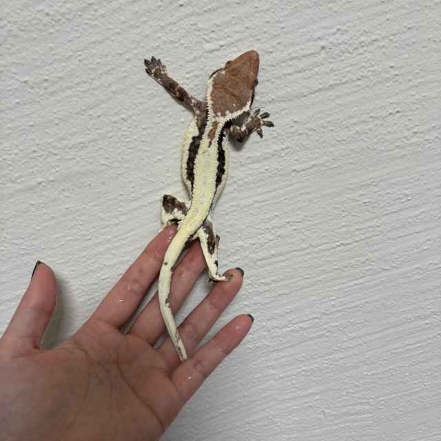 프라푸치노 화이트핀