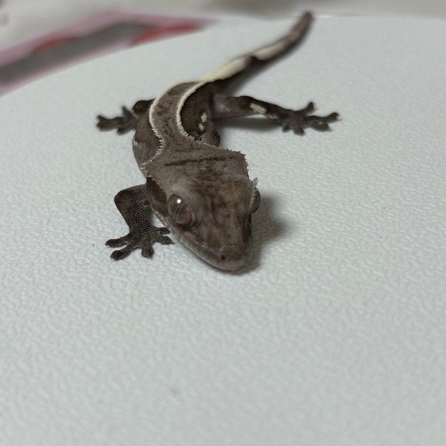 아잔틱 핀스트라이프 블랙