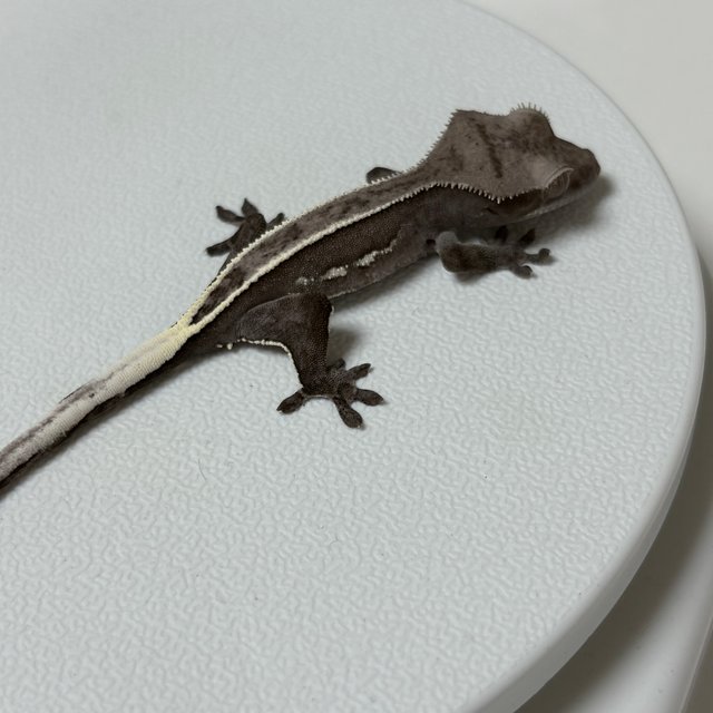 아잔틱 핀스트라이프 블랙