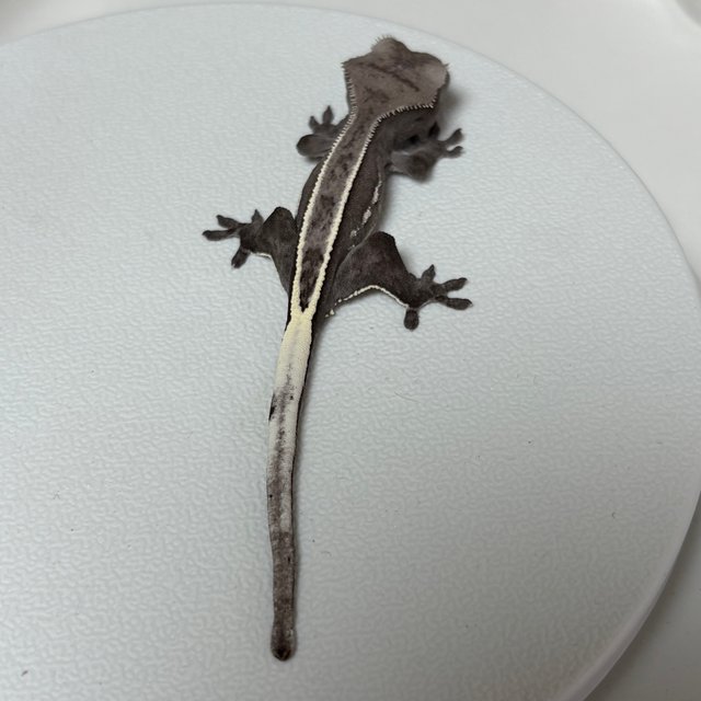 아잔틱 핀스트라이프 블랙