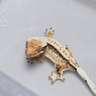 트라이 쿼드 드리피 화이트스팟