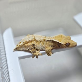 트라이 드리피 화이트스팟