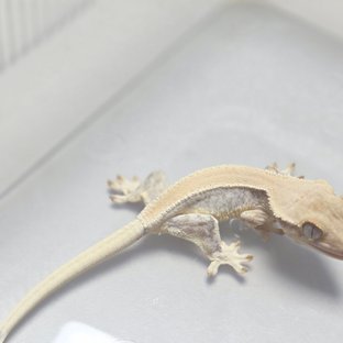 릴리화이트 솔리드백