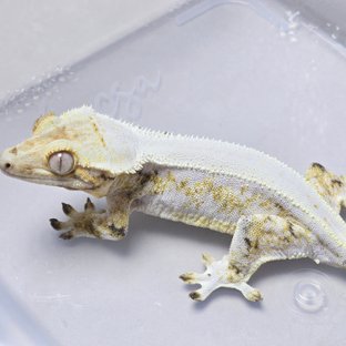 릴리화이트 솔리드백