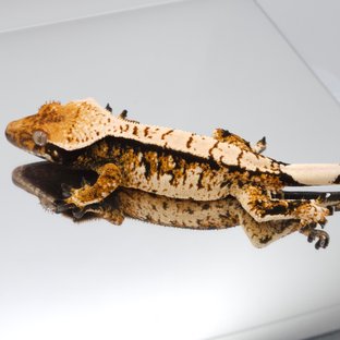 트라이 익스트림할리퀸 텐저린