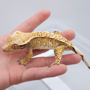 트라이 화이트스팟 화이트크라운