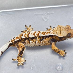 텐저린 트라이 익스트림할리퀸