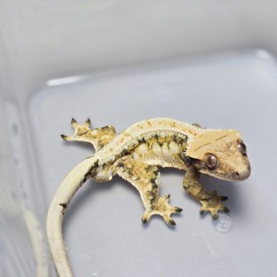 드리피 화이트스팟