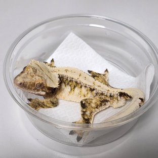 드리피 화이트스팟