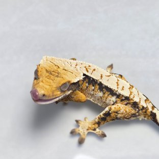 트라이 화이트스팟