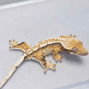 텐저린 트라이 화이트스팟