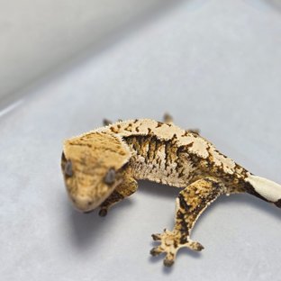 트라이 익스트림할리퀸