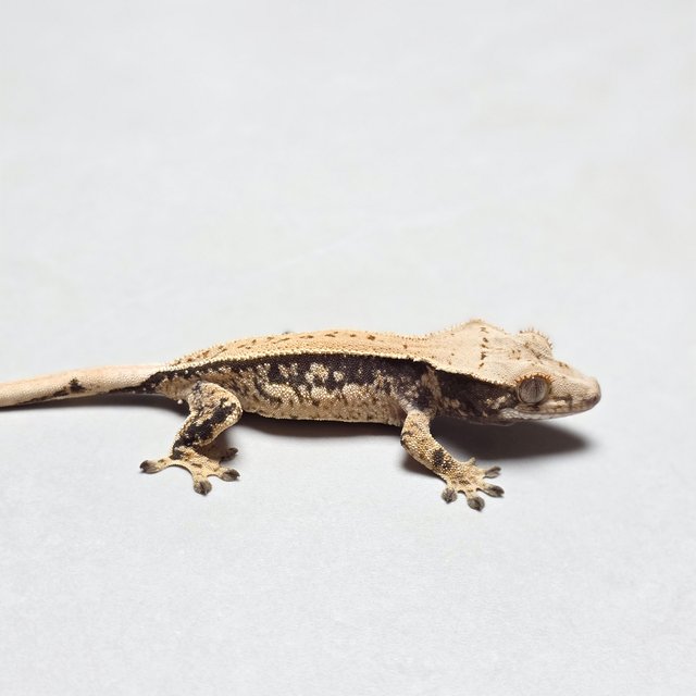 쿼드 풀핀 화이트스팟