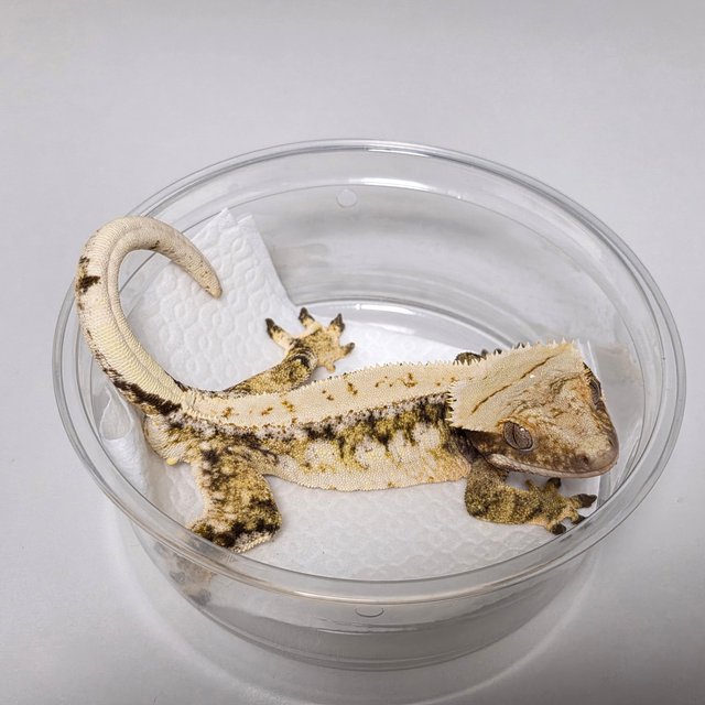 드리피 화이트스팟