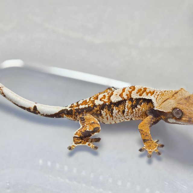 텐저린 트라이 익스트림할리퀸