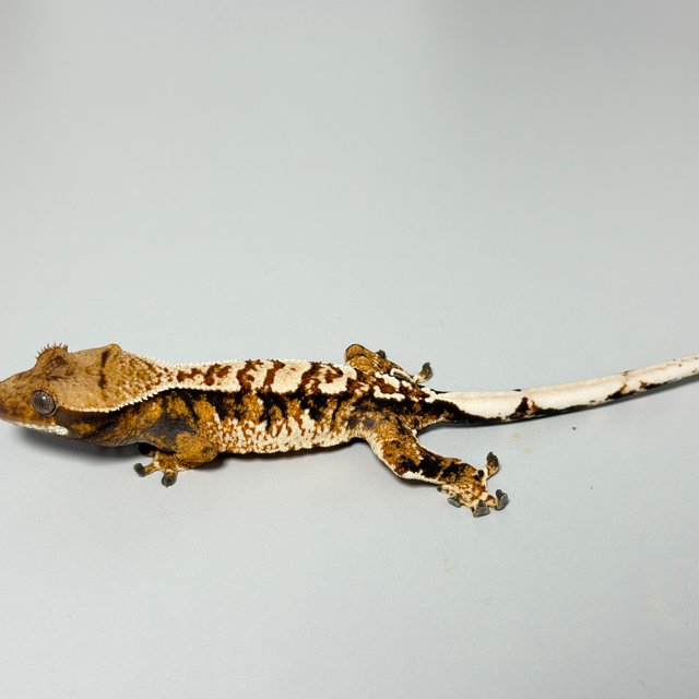 텐저린 트라이 익스트림할리퀸