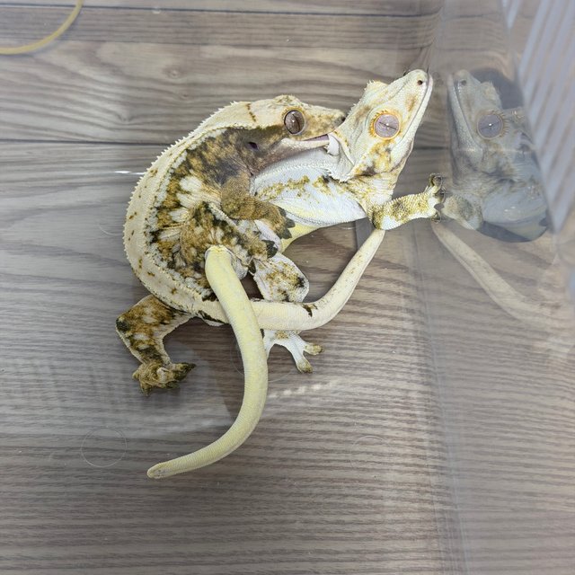 드리피 화이트스팟