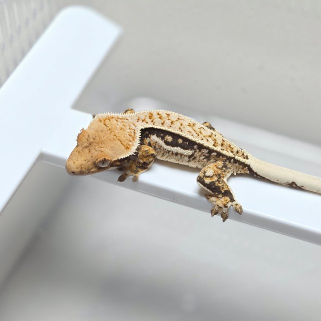 쿼드 핀스트라이프 풀핀