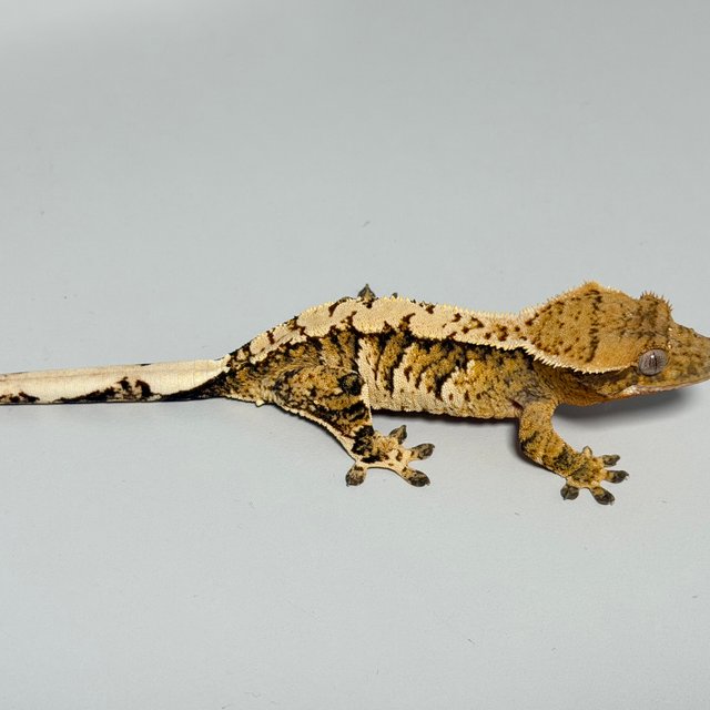 트라이 익스트림할리퀸