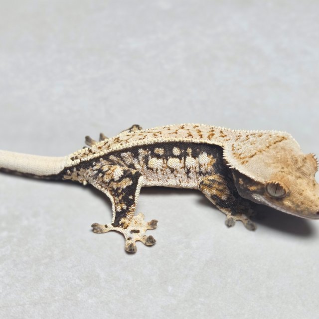 쿼드 핀스트라이프 풀핀